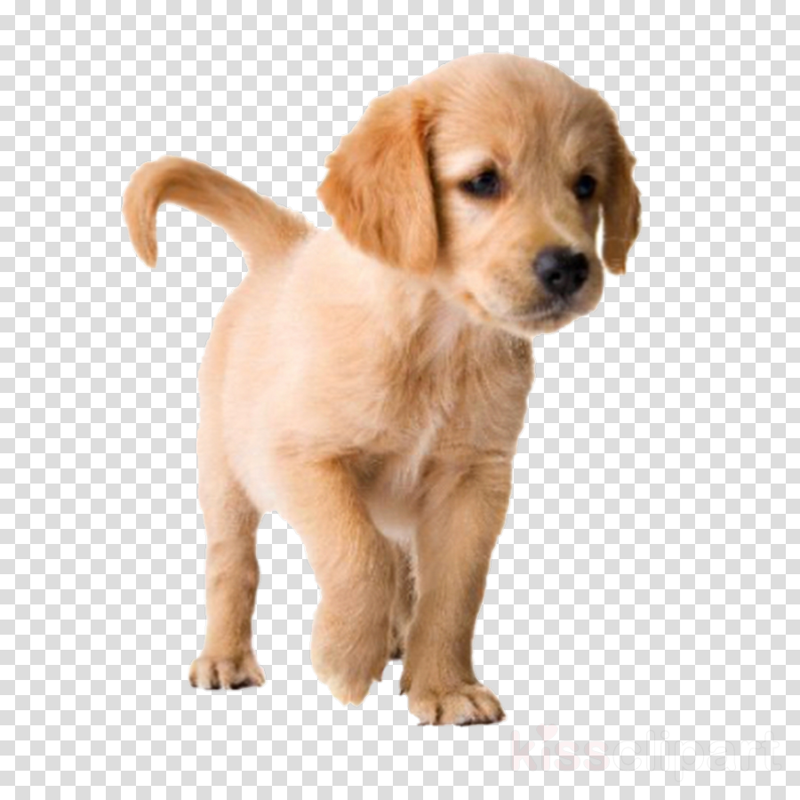 dog dog breed puppy golden retriever companion dog clipart.