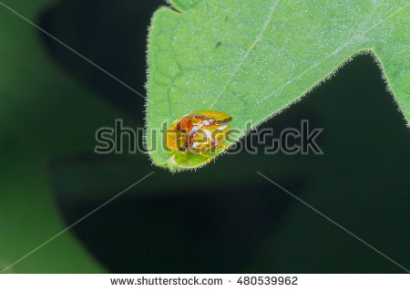 Tortoise Beetles Stock Images, Royalty.