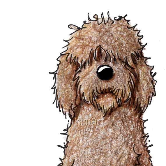 Goldendoodle dog clipart.