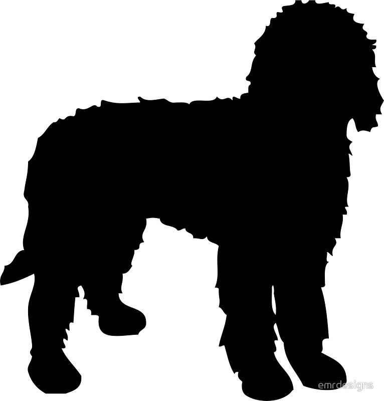 Collection of Labradoodle clipart.