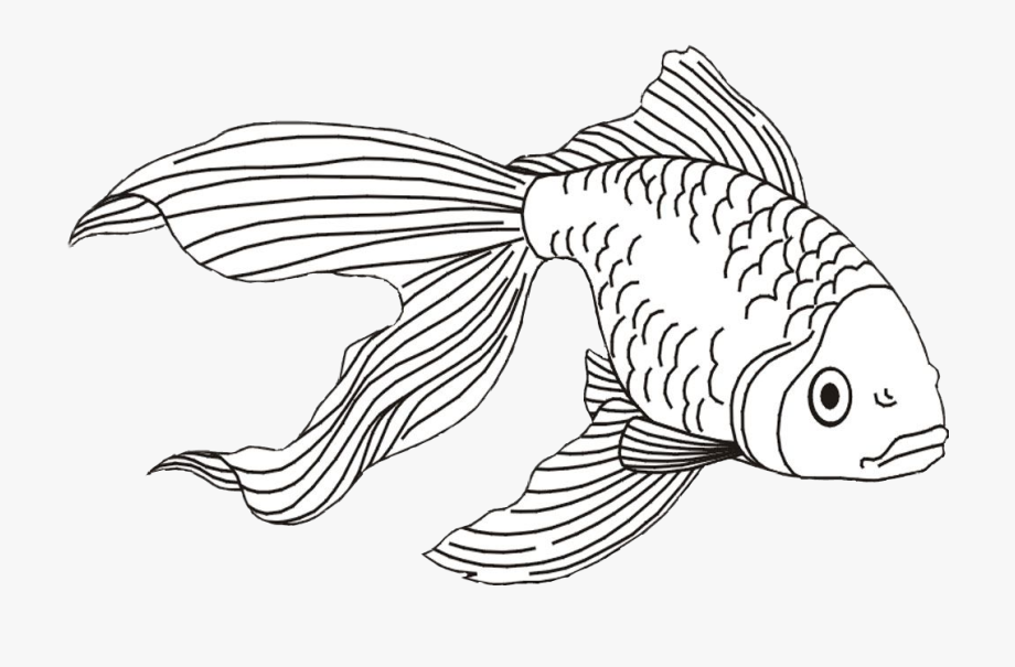 Goldfish Clipart Beta Fish.