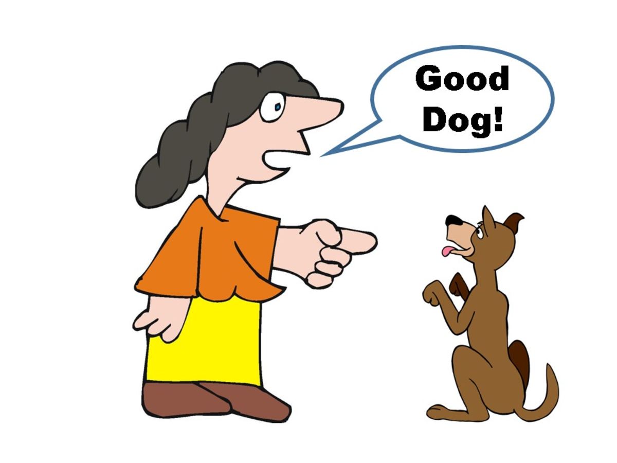 Is Verbal Praise Enough Reward for Dog Obedience Training.