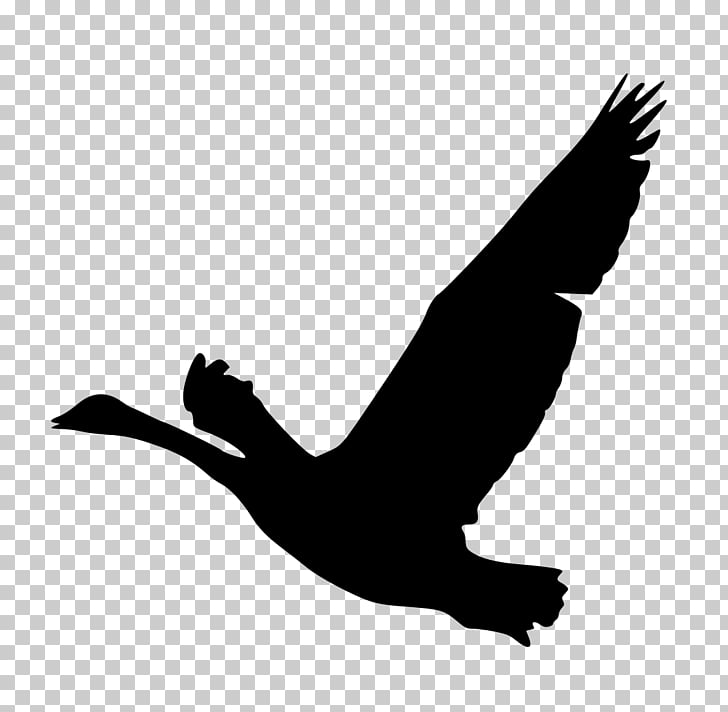 Bird Goose Silhouette Duck , goose PNG clipart.