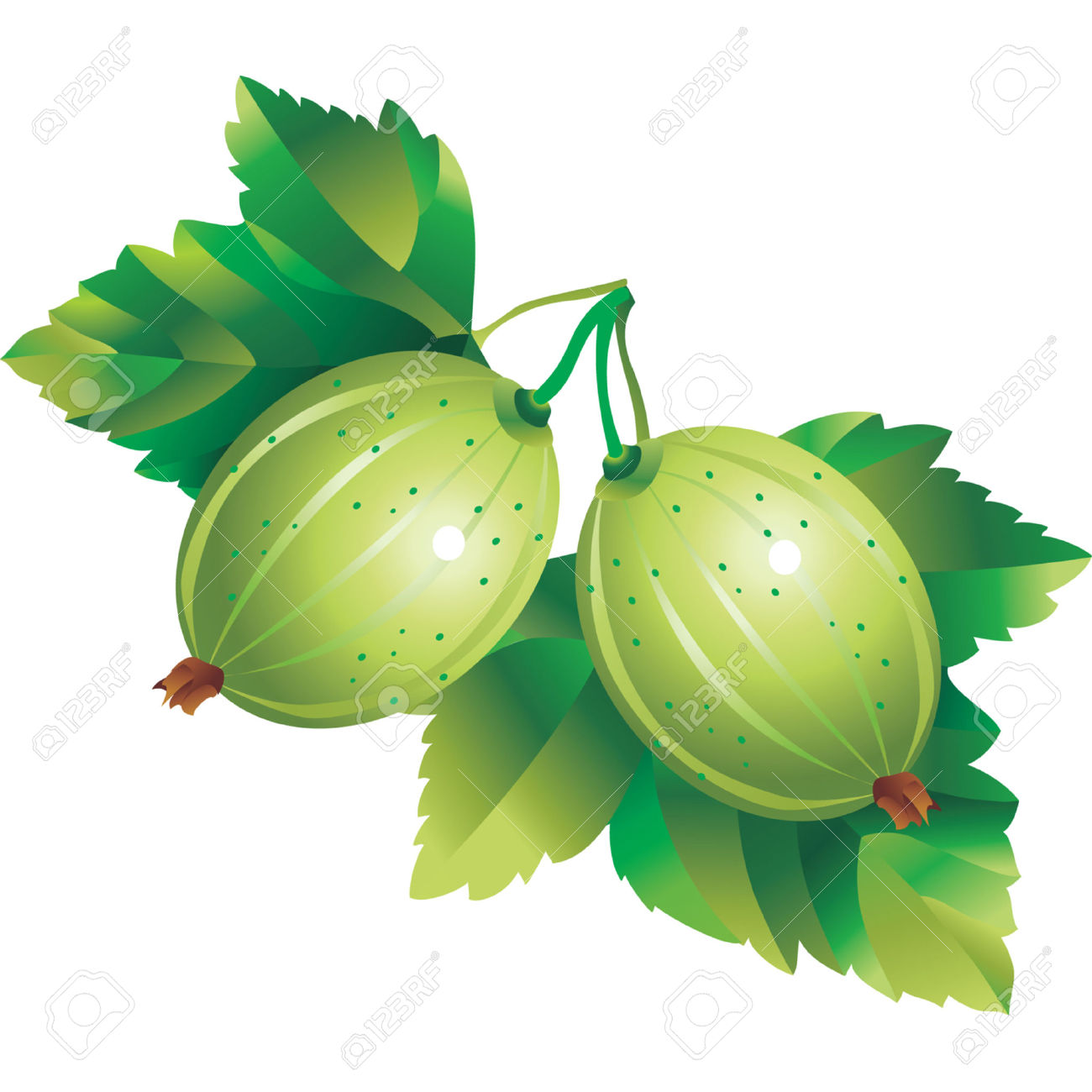 Vector Image Of Gooseberry Royalty Free Cliparts, Vectors, And.