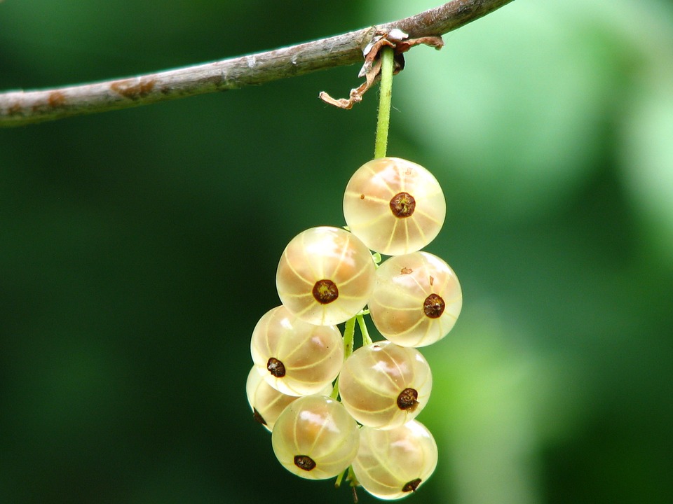 Free photo Gooseberry Spring Red Naked Stalks Poppy Fruits.