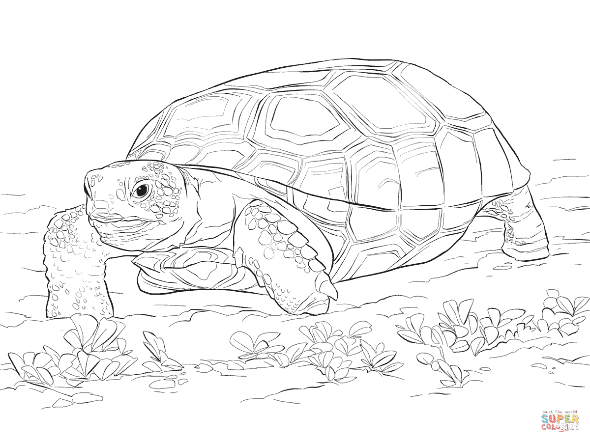 Gopher Tortoise Clipart.