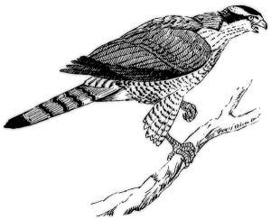 Goshawk BW Clip Art Download.