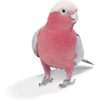 Cockatoo Rose Breasted.