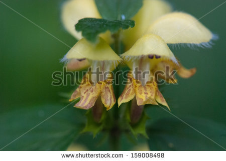 Lamium galeobdolon Stock Photos, Images, & Pictures.