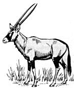 Free Gemsbok Clipart.