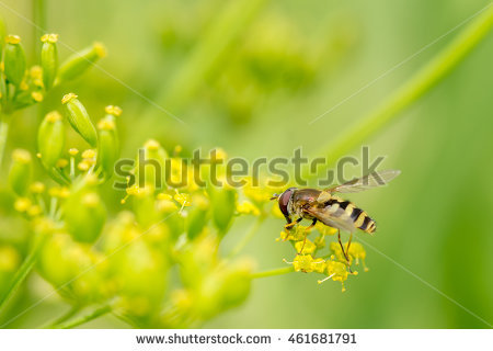 Syrphus Stock Photos, Royalty.