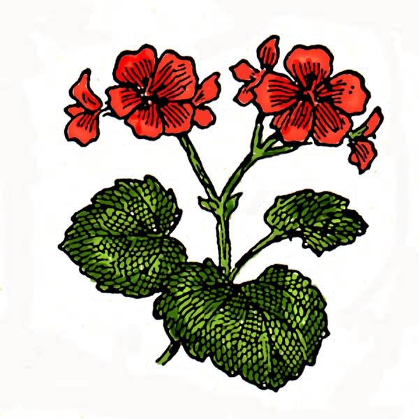 Geranium Clip Art Related Keywords & Suggestions.