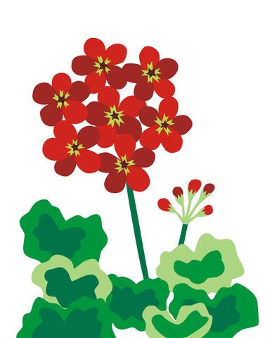 1000+ images about Red Geranium on Pinterest.