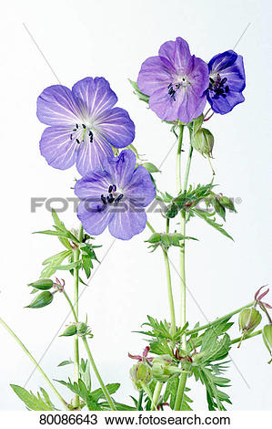 Stock Photo of DEU, 2004: Meadow Cranesbill (Geranium pratense.