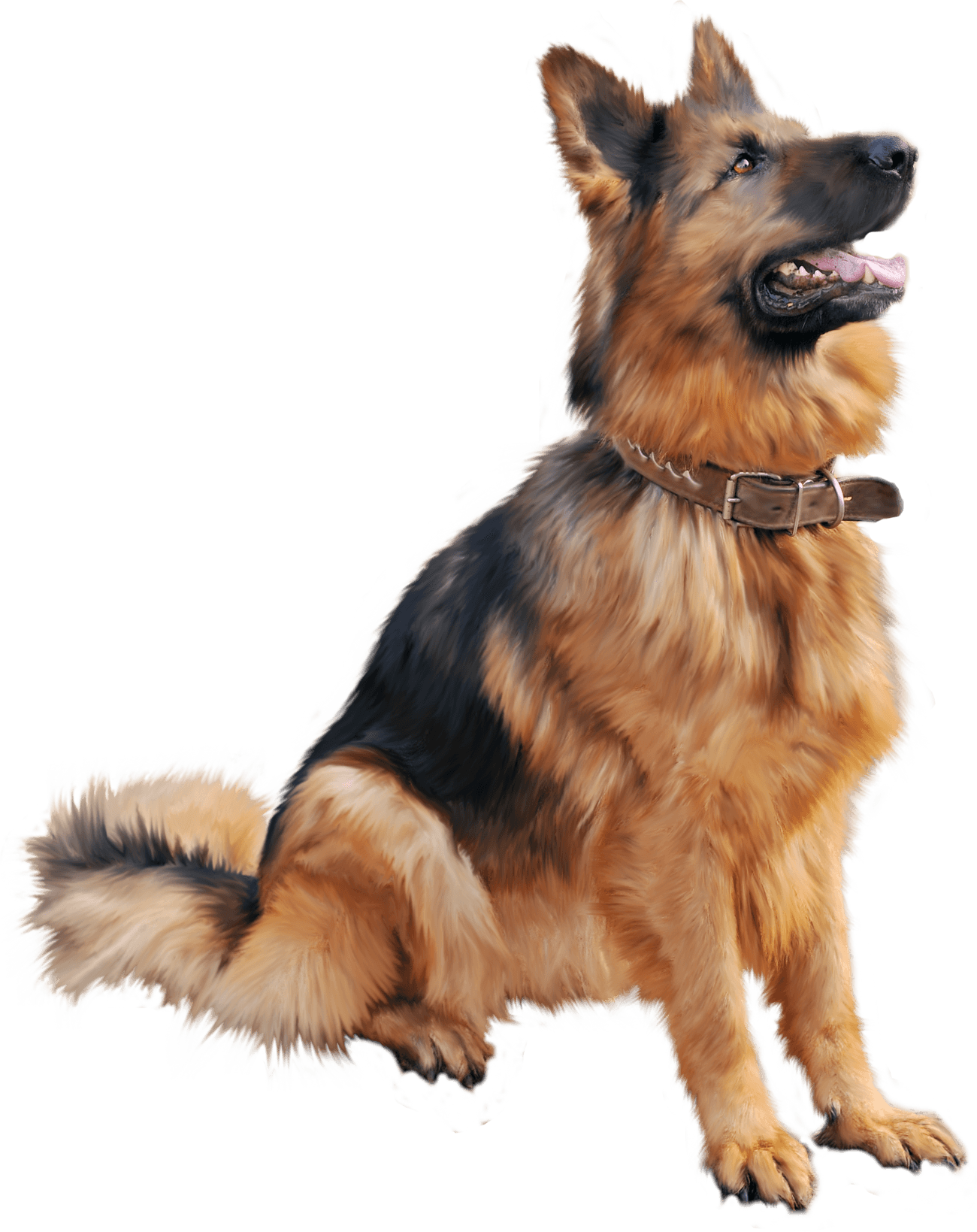 Large German Shepherd transparent PNG.