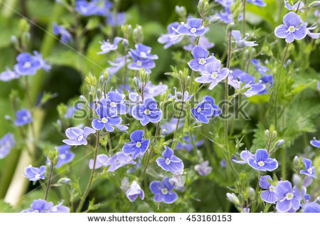 Germander Stock Photos, Royalty.