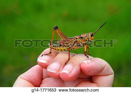 Stock Photo of Florida, The Everglades, Big Cypress National.