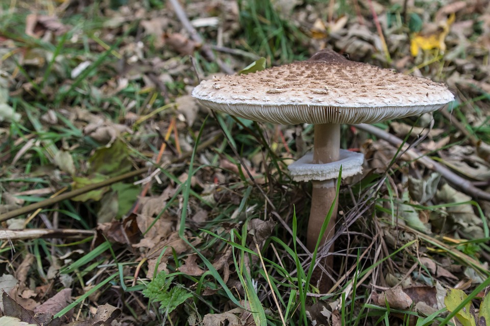 Free photo Mushroom Giant Screen Fungus Boletes Ring.