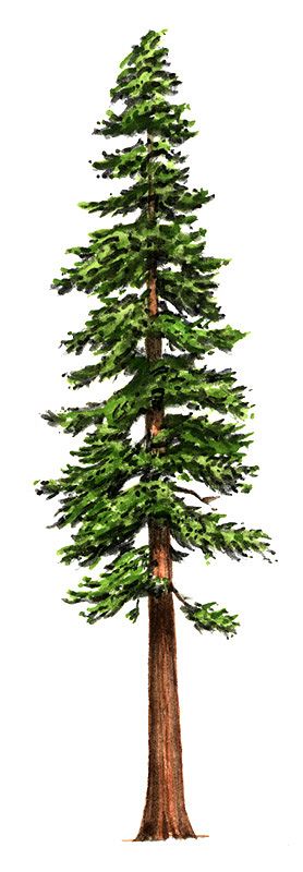 Redwood forest clipart.