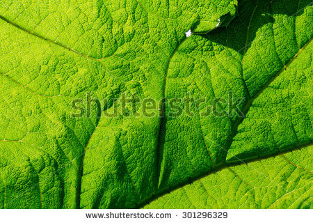 Rhubarb Leaves Stock Images, Royalty.