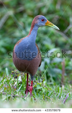 Giant Beak Stock Photos, Royalty.