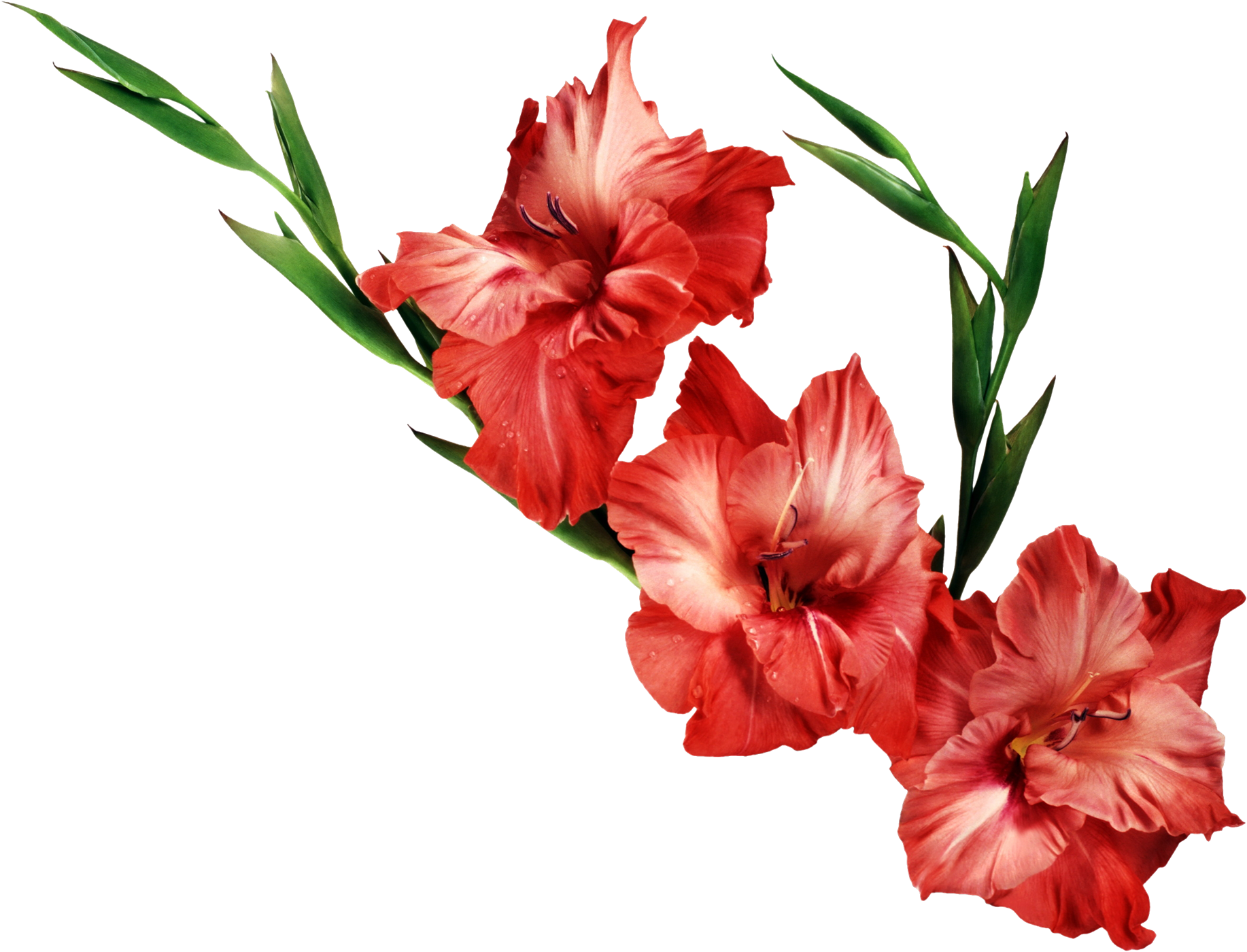 Download Gladiolus PNG Clipart 1.