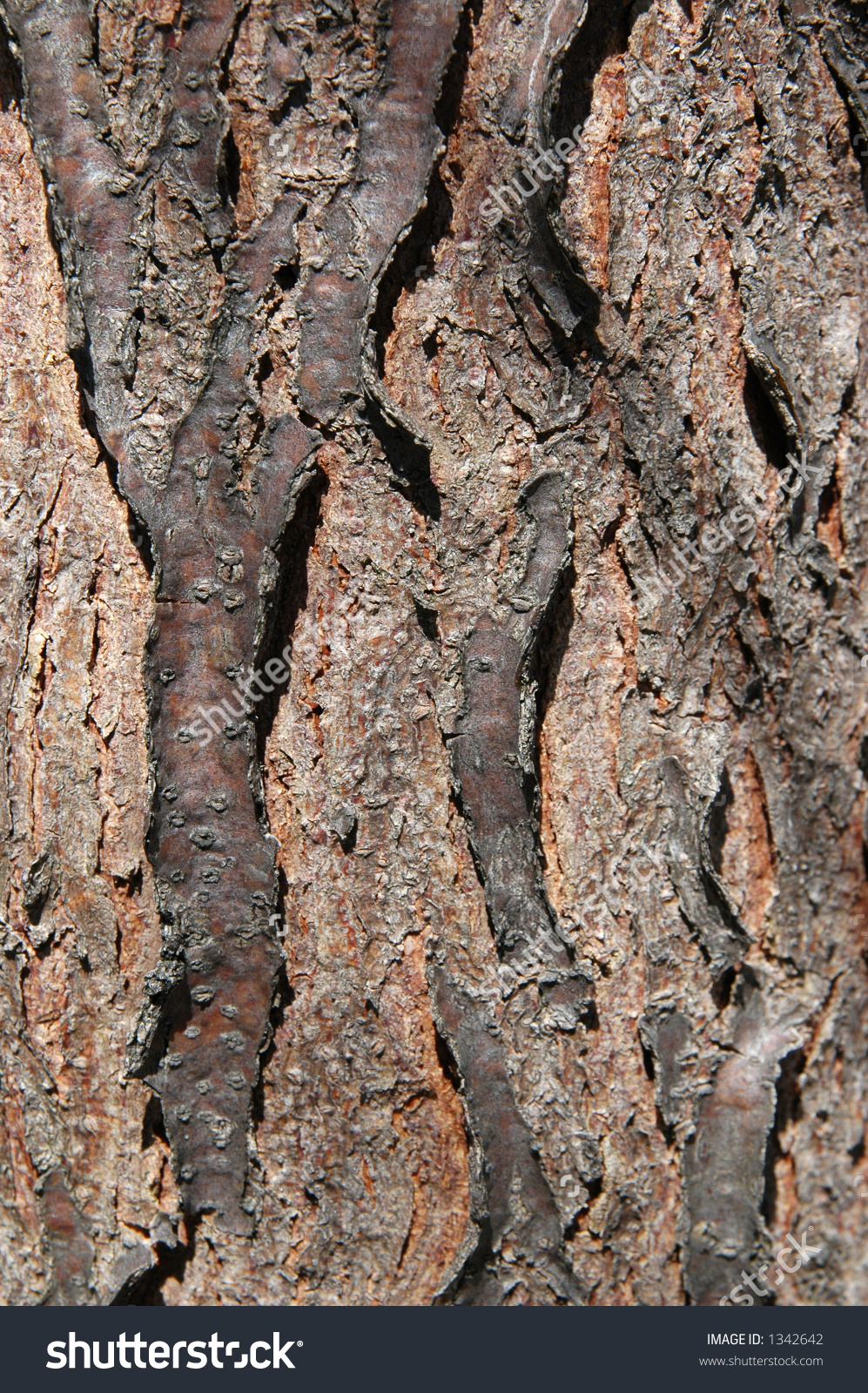 Tree Bark Of The Skyline Honey Locust.