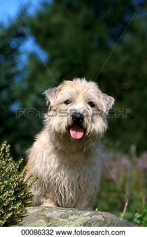 Glen Of Imaal Terrier Clipart.