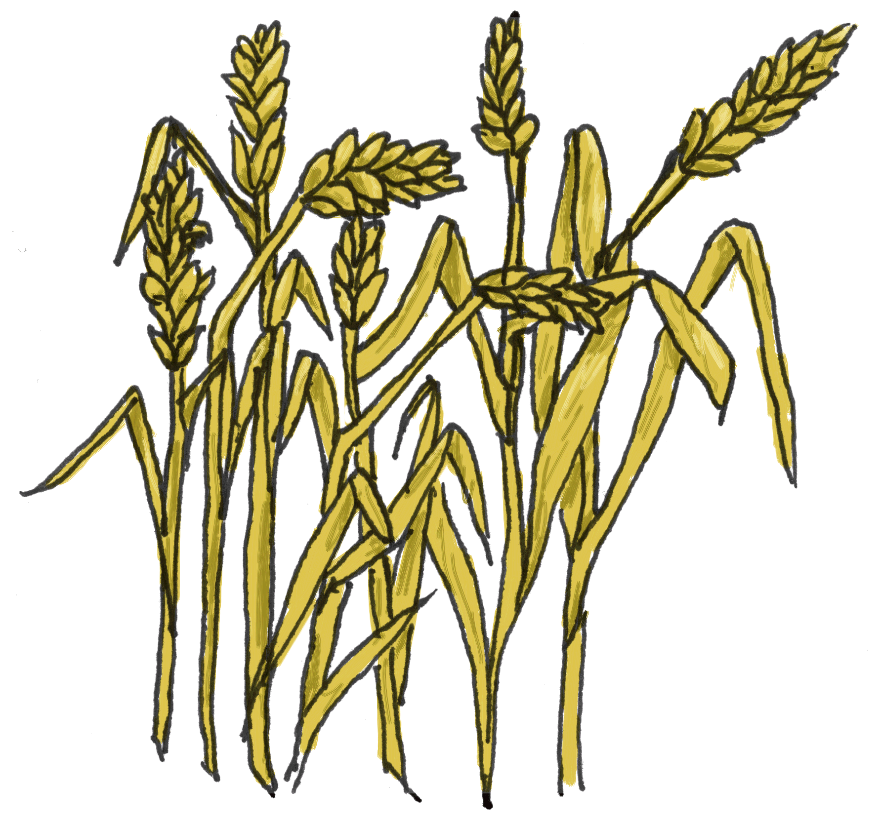 Grain Clipart.