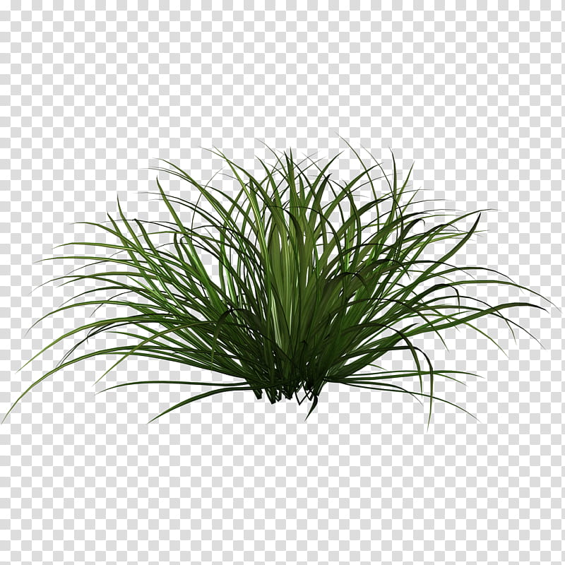 D Tall Grasses, green grass art transparent background PNG.