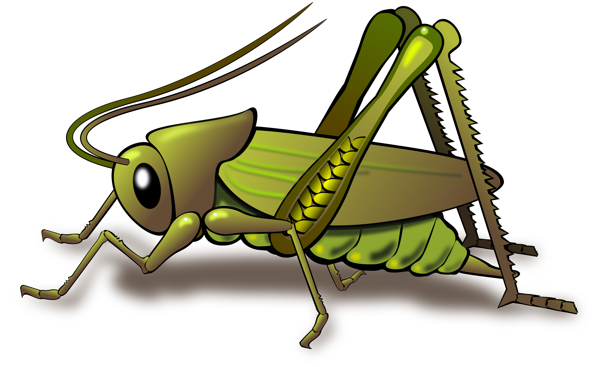 Grasshopper Clipart & Grasshopper Clip Art Images.