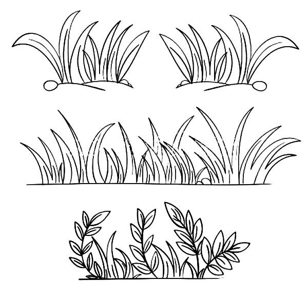 Grass, : Grass Grow so Well Coloring Pages.