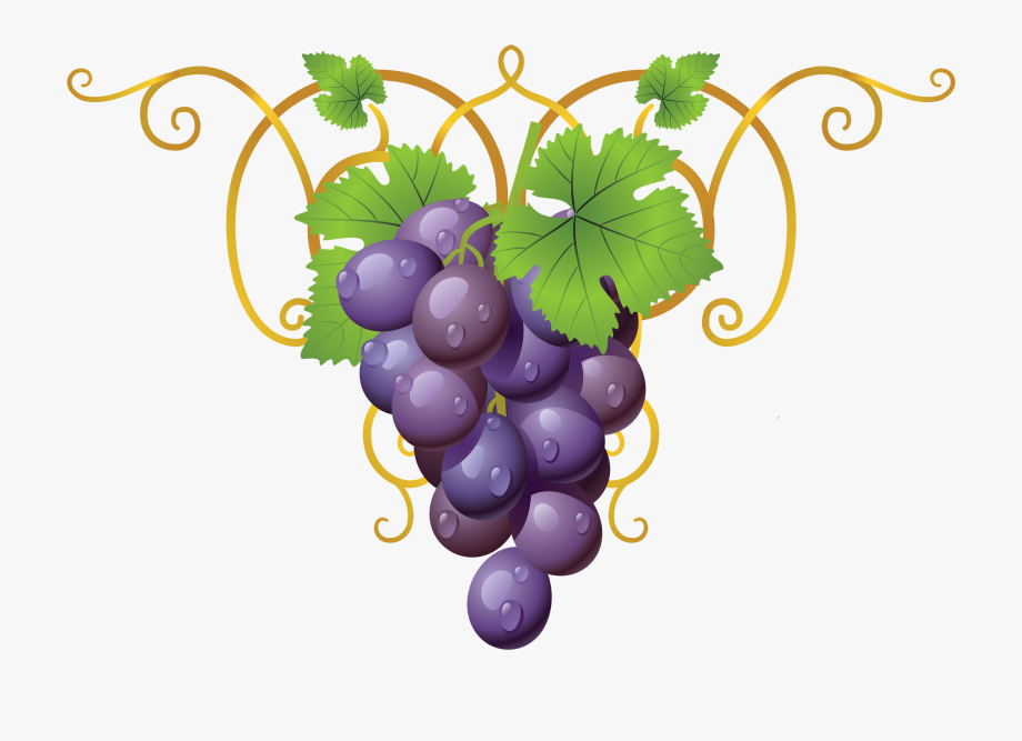 Grapevine Clipart Transparent.