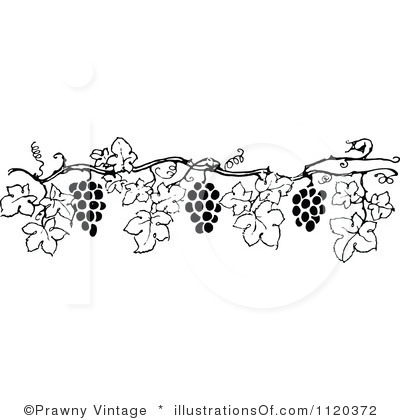 Clipart Grape Vines.