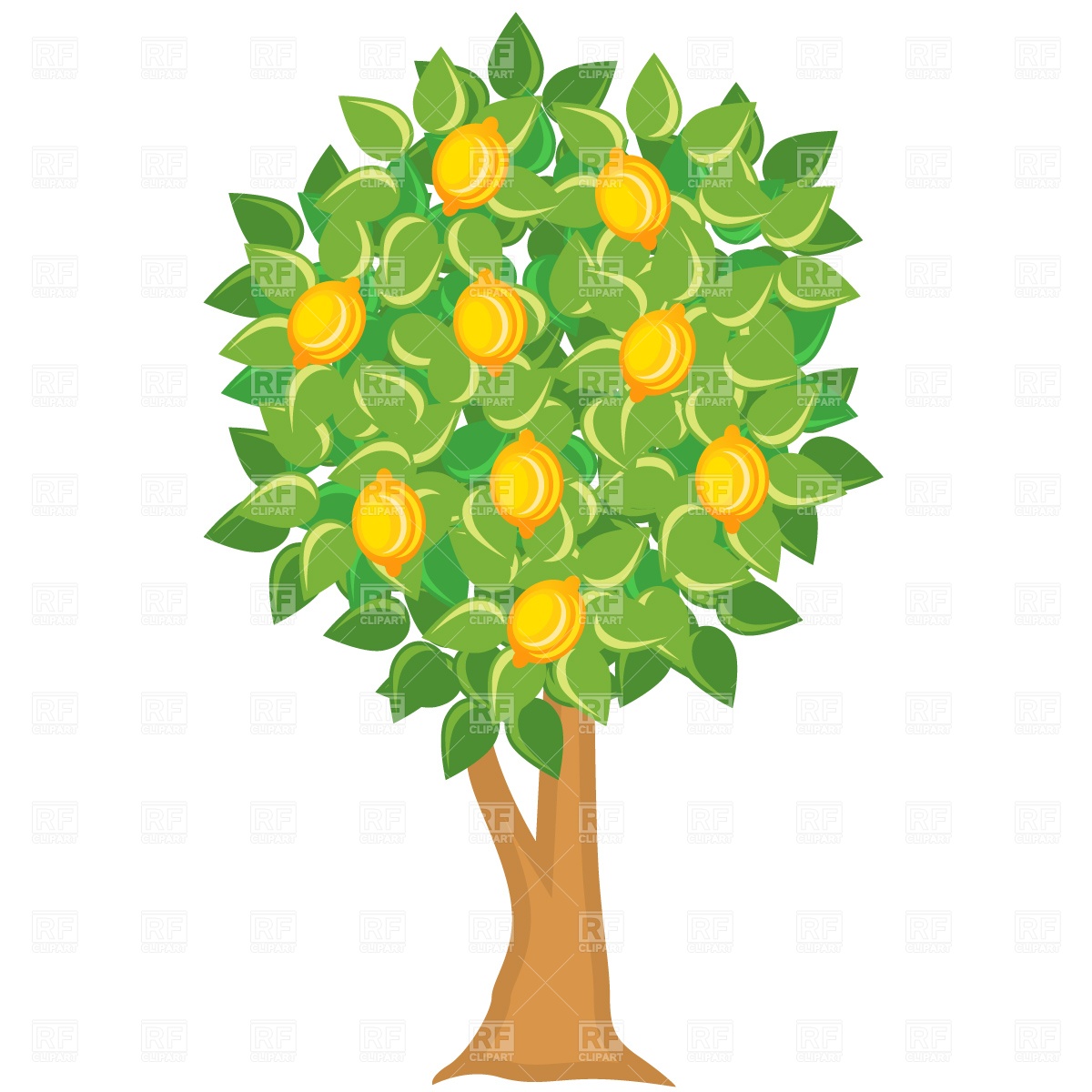 Grapefruit tree clipart.