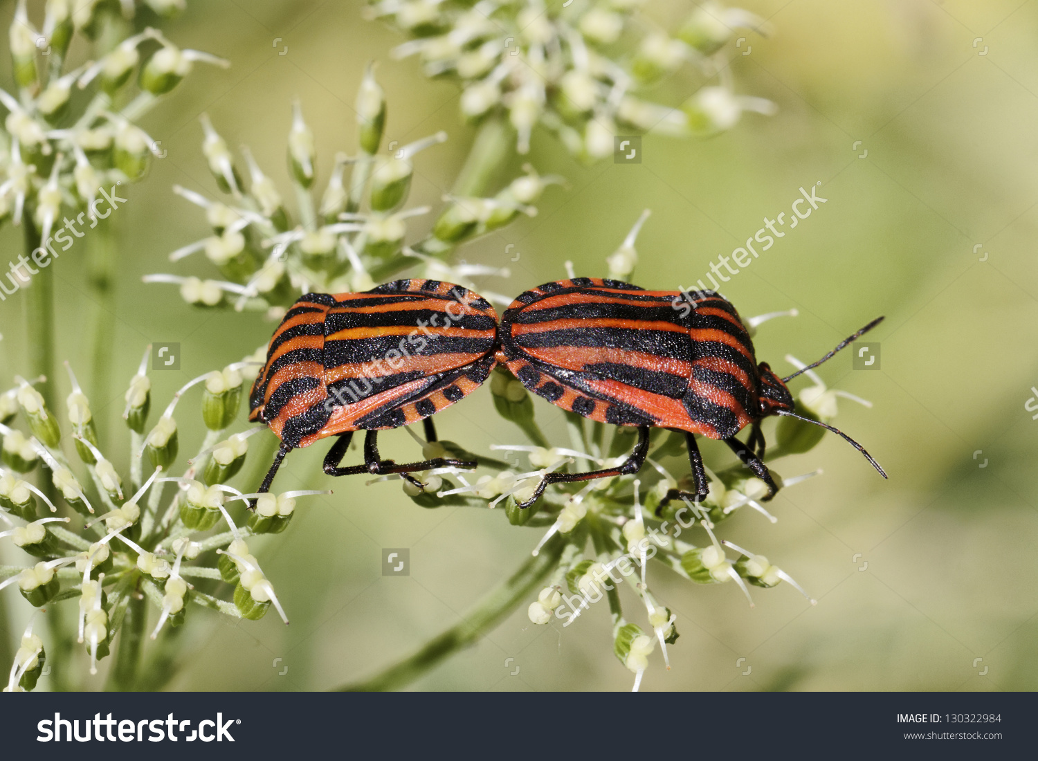 Graphosoma Lineatum, Italian Striped.