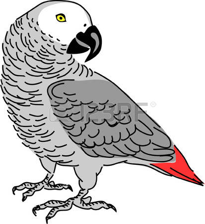 302 Grey Parrot Stock Illustrations, Cliparts And Royalty Free.