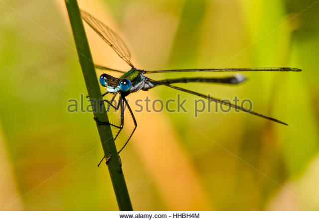 Viren Stock Photos & Viren Stock Images.