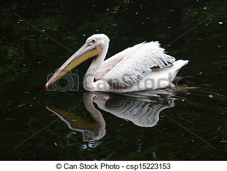 Stock Images of Great white pelican (Pelecanus onocrotalus.