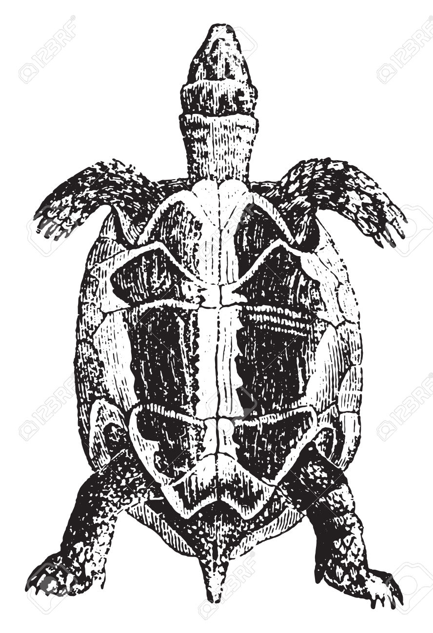 Greek Tortoise Or Spur.