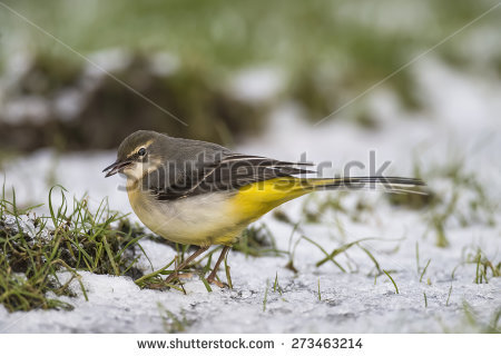 Grey Wagtail Stock Photos, Royalty.