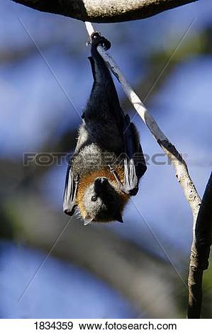 Stock Photograph of Grey Headed Flying Fox fruitbat, Pteropus.