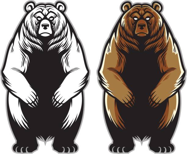 Best Grizzly Bear Illustrations, Royalty.