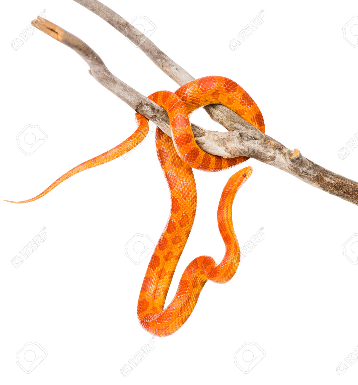 Creamsicle Corn Snake Elaphe Guttata Guttata On A Dry Branch.