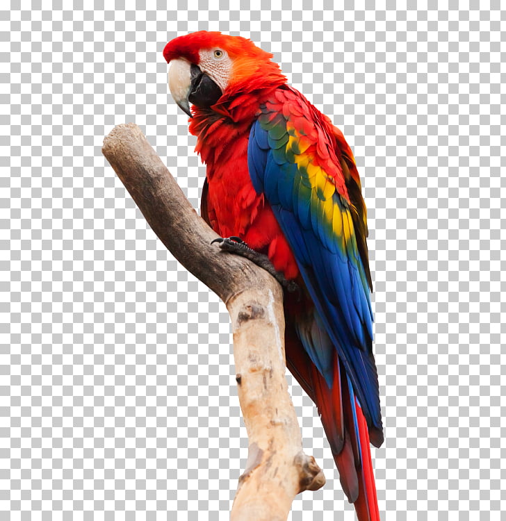 Loro guacamayo rojo guacamayo rojo y verde, loros PNG.