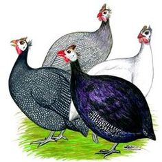 Guinea fowl clip art.