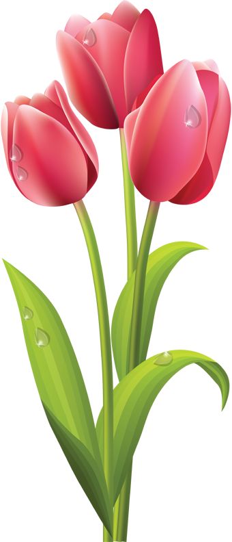 1000+ ideas about Tulips Flowers on Pinterest.