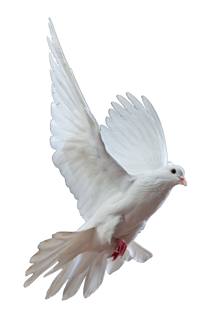 Dove Png Transparent Background.