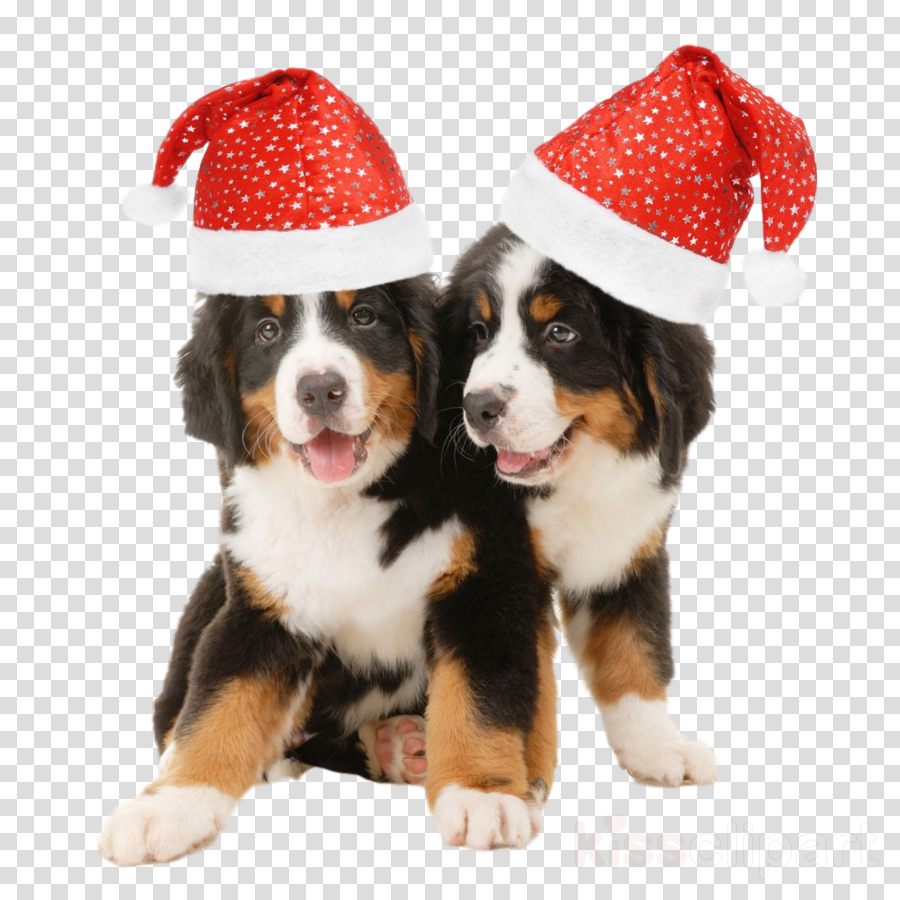 dog santa hat christmas clipart.