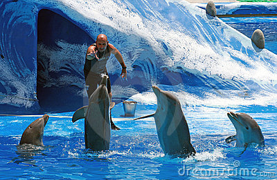 Trainer Feeding Dolphins In Water Park Pool Editorial Stock Image.